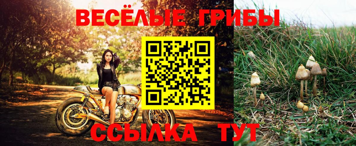 Галлюциногенные грибы ЛСД Губкинский